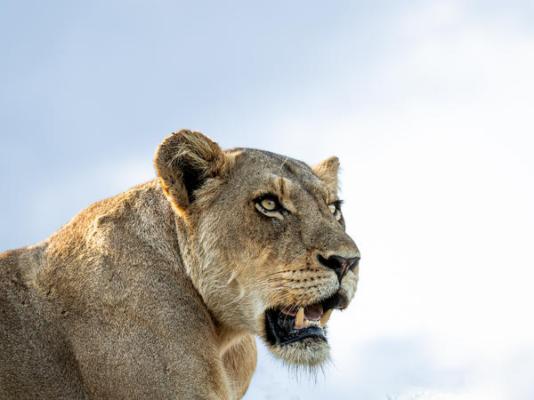 Elephant Plains Game Lodge - 232415
