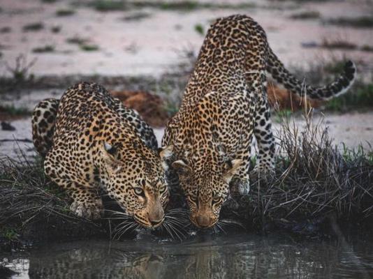 Elephant Plains Game Lodge - 232417