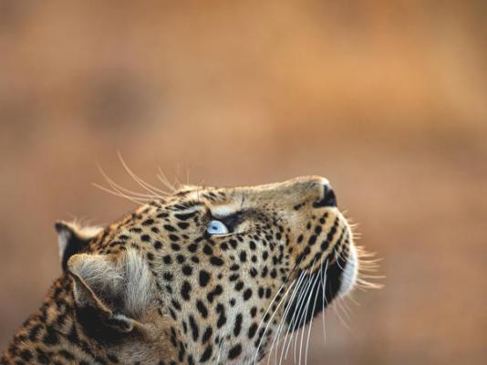 Elephant Plains Game Lodge - 232418