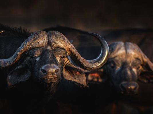 Elephant Plains Game Lodge - 232419