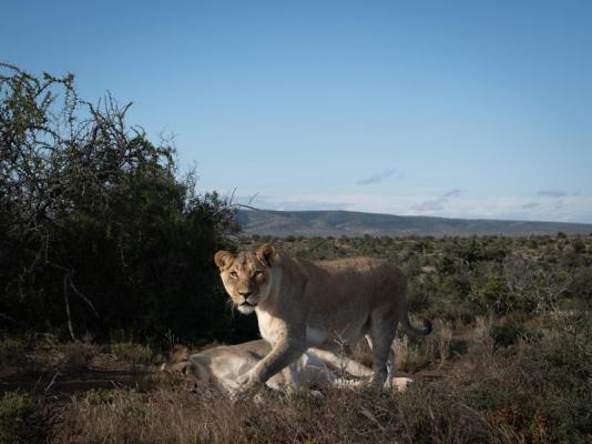 Kuzuko Lodge - 232923