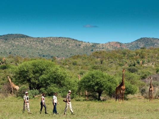 Madikwe Safari Lodge - 233239