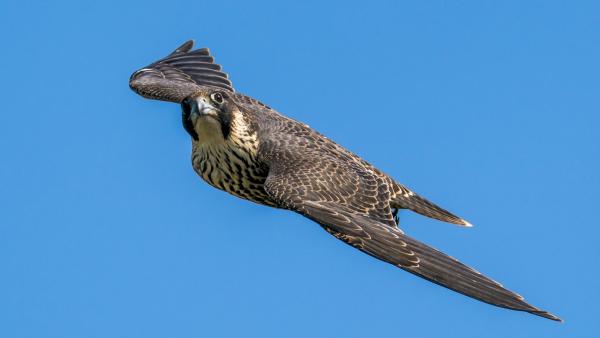 Bird Watching 