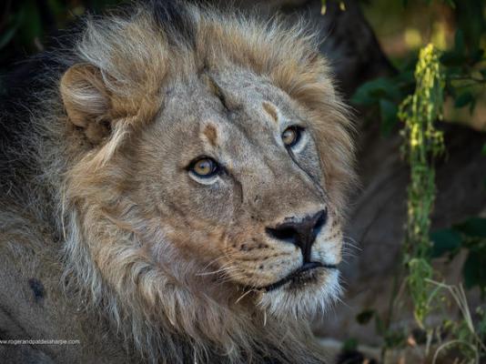 Mashatu Lodge - Mashatu Game Reserve - 233674