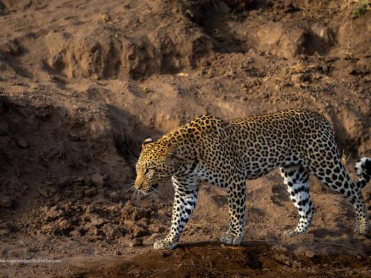 Mashatu Lodge - Mashatu Game Reserve - 233676