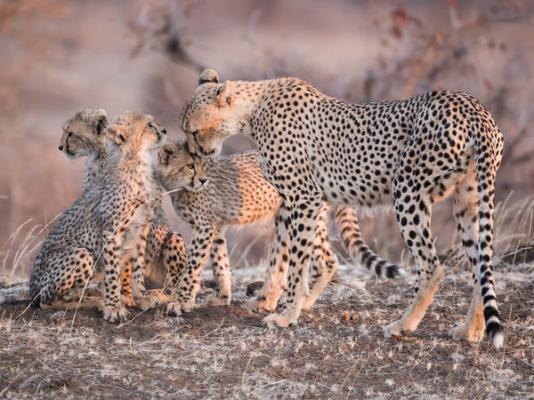 Mashatu Lodge - Mashatu Game Reserve - 233677