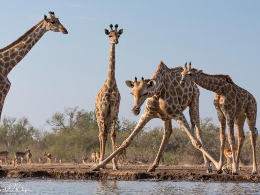 Mashatu Lodge - Mashatu Game Reserve - 233678
