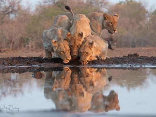 Mashatu Lodge - Mashatu Game Reserve - 233679