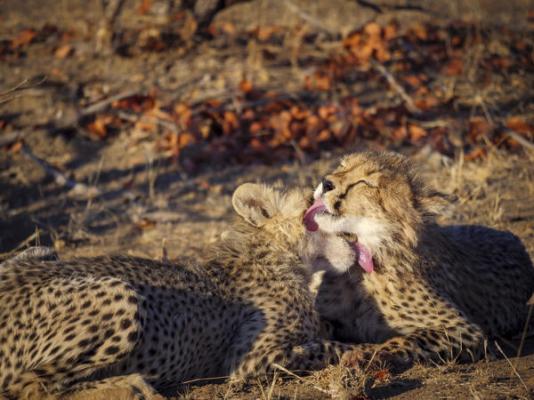 Tuli Safari Lodge Mashatu - Mashatu Game Reserve - 233688