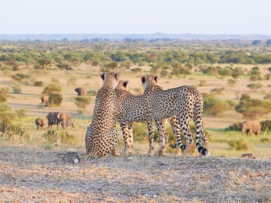 Tuli Safari Lodge Mashatu - Mashatu Game Reserve - 233705