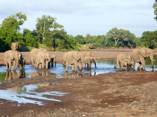 Tuli Safari Lodge Mashatu - Mashatu Game Reserve - 233706