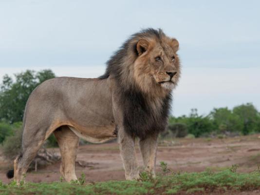 Mashatu Tent Camp - Mashatu Game Reserve - 233802