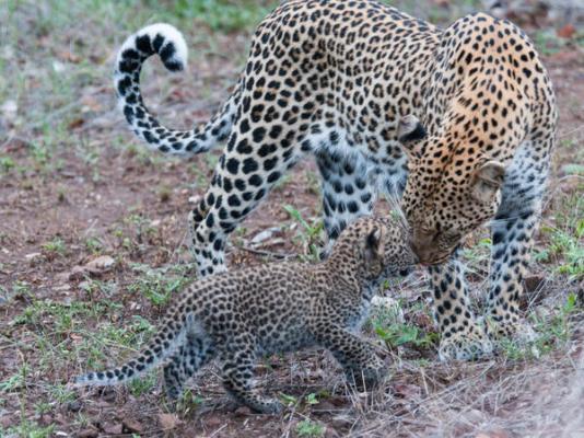 Mashatu Tent Camp - Mashatu Game Reserve - 233804