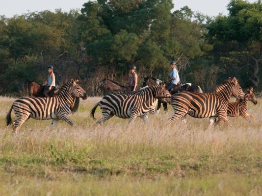 Mashatu Tent Camp - Mashatu Game Reserve - 233810