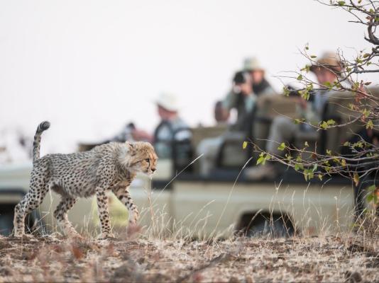 Mashatu Tent Camp - Mashatu Game Reserve - 233811
