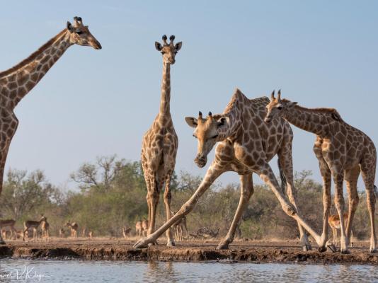 Mashatu Tent Camp - Mashatu Game Reserve - 233814
