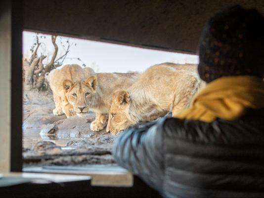 Mashatu Tent Camp - Mashatu Game Reserve - 233815