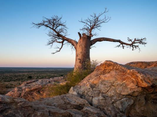 Kolokolo Safari Home - Mashatu Game Reserve - 233826