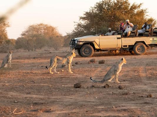 Kolokolo Safari Home - Mashatu Game Reserve - 233827