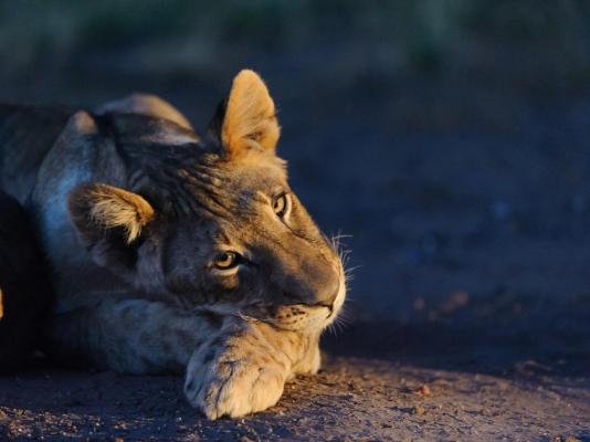 Kolokolo Safari Home - Mashatu Game Reserve - 233833