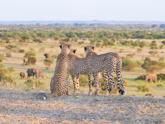 Shalimpo Exclusive Safari Home - 233854