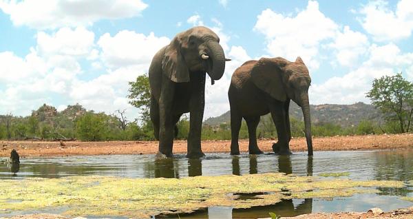 Limpokwena Nature Reserve - 234686