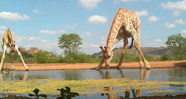 Limpokwena Nature Reserve - 234687