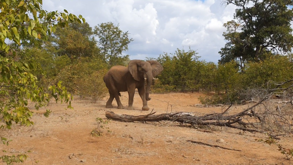 Limpokwena Nature Reserve - 234688