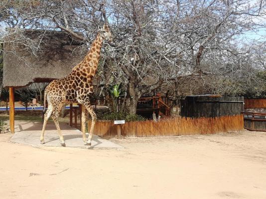 Thornhill Safari Lodge - 234728
