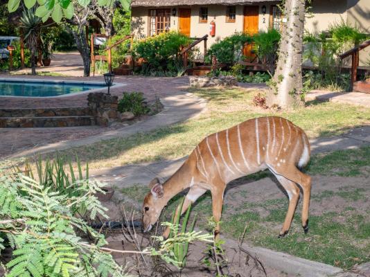 Thornhill Safari Lodge - 234729