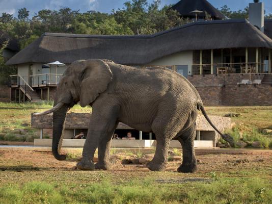 Mhondoro Safari Lodge & Villa - 235067