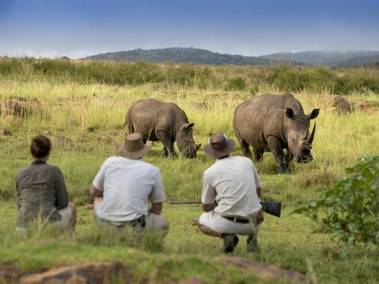 Mhondoro Safari Lodge & Villa - 235071