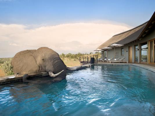 Mhondoro Safari Lodge & Villa - 235075