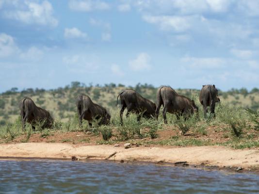 Mhondoro Safari Lodge & Villa - 235079