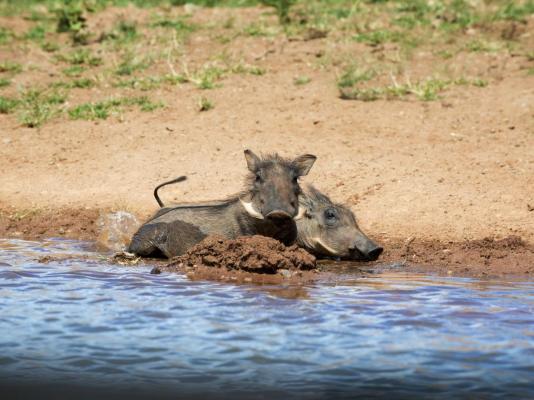 Mhondoro Safari Lodge & Villa - 235090