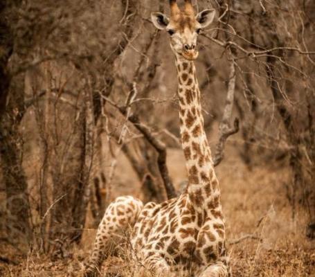 Moditlo River Lodge - 235851