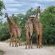 Rhino's Rest Private Luxury Villa - 236611 Rhino's Rest Private Luxury Villa - 236611