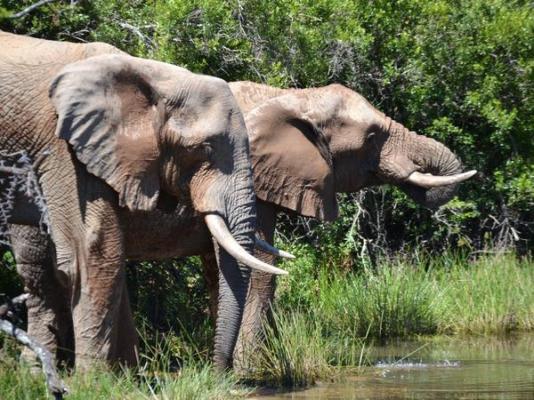 Barefoot Addo Elephant Lodge - 237342