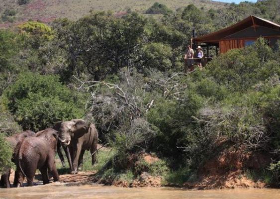 Barefoot Addo Elephant Lodge - 237343
