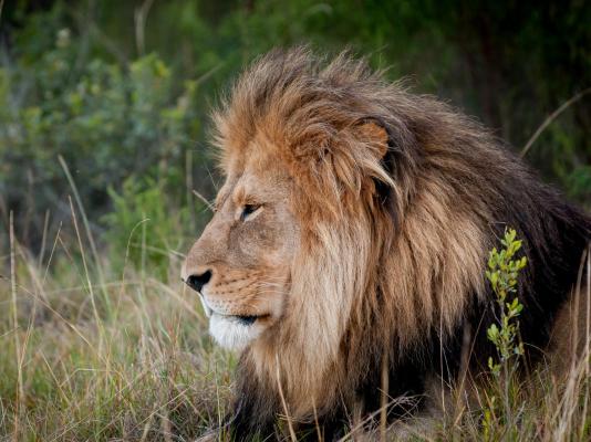 Kwantu Private Game Reserve - 237413