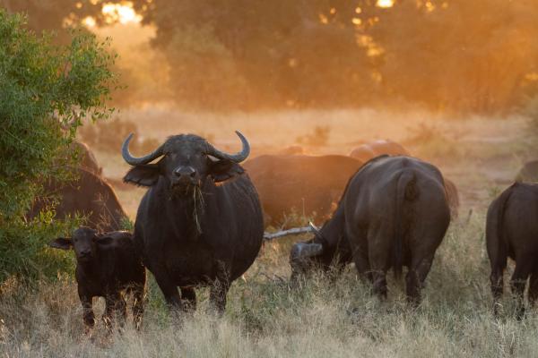 Mohlabetsi Safari Lodge - 238294