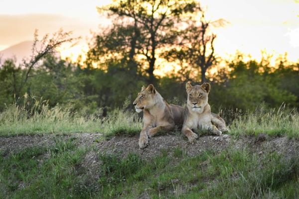Mohlabetsi Safari Lodge - 238296