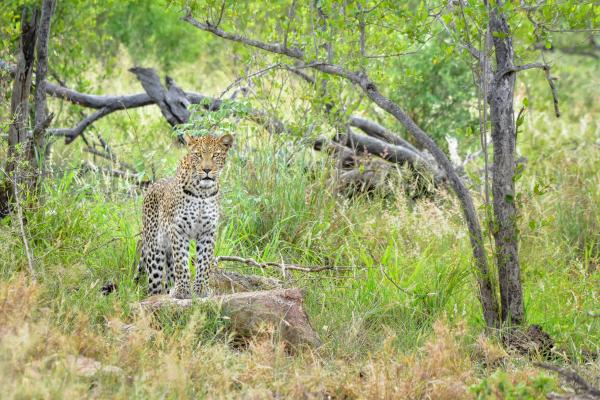 Mohlabetsi Safari Lodge - 238298