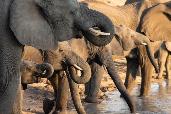 Mohlabetsi Safari Lodge - 238299
