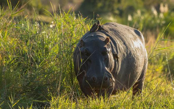 Mohlabetsi Safari Lodge - 238300