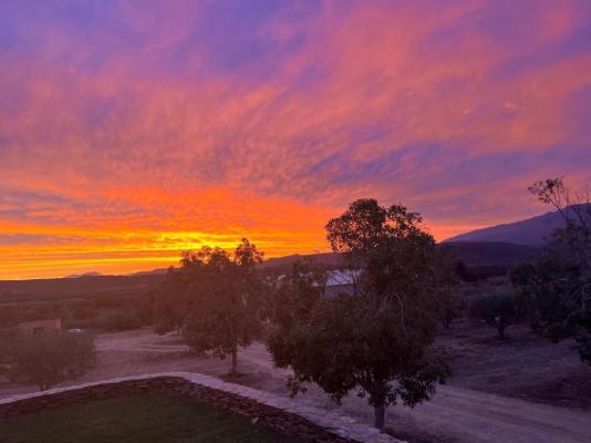 Altevrede Olive Farm - 238472