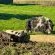 Rolling Hills Farmstead - 238551 Rolling Hills Farmstead - 238551