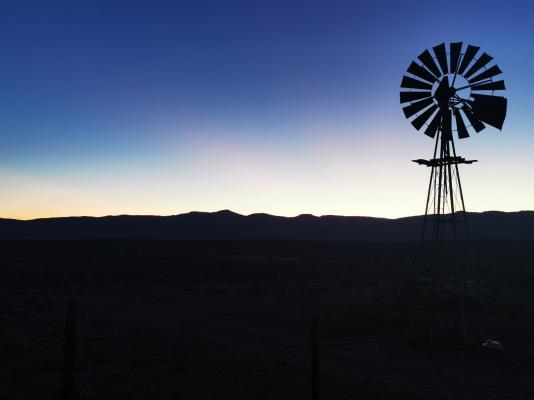 Rooidakkies - 240011