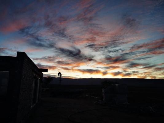 Rooidakkies - 240020