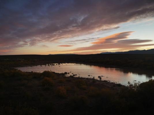 Rooidakkies - 240024